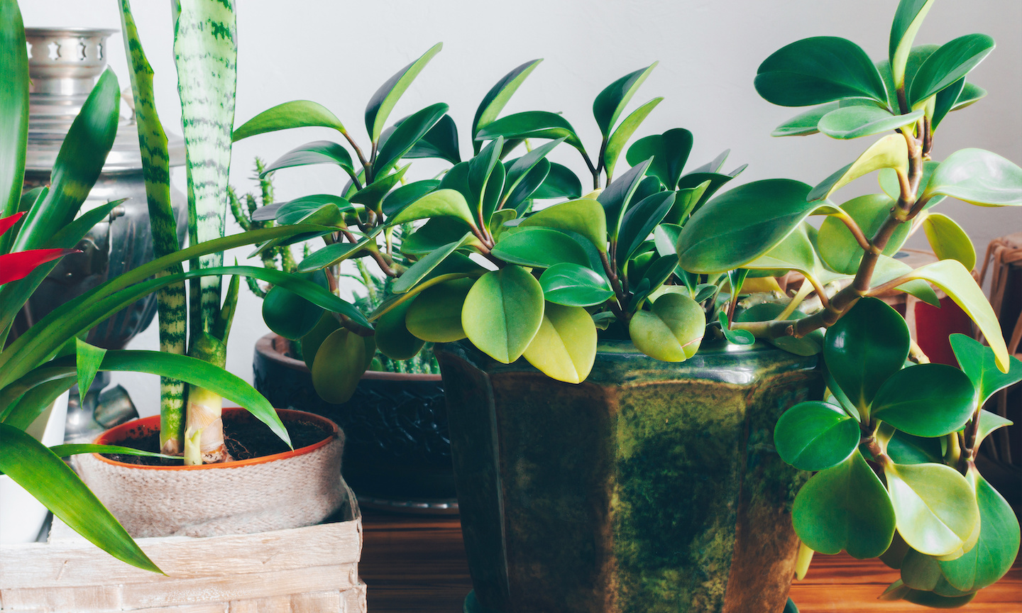 The Benefits of Houseplants